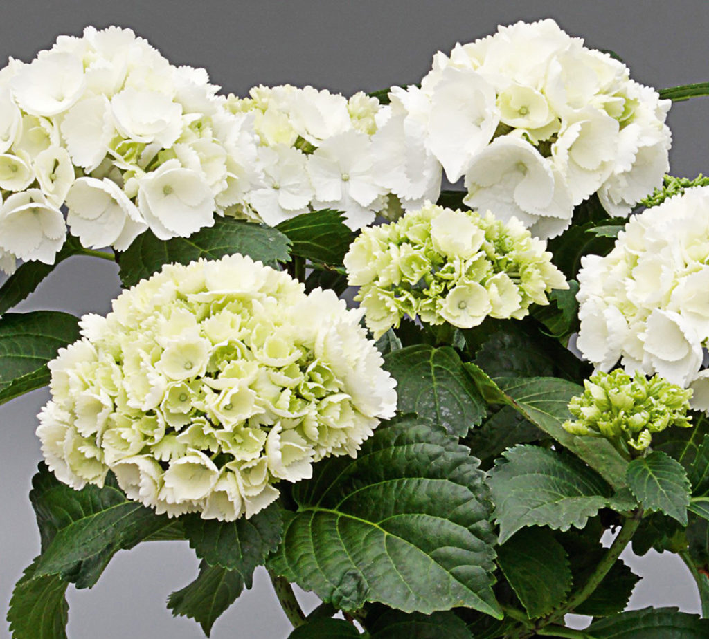 Hortensia Saxon® Schneeball Hortensia Saxon® Schneeball