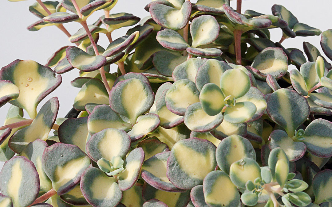 Sedum sieboldii bunt