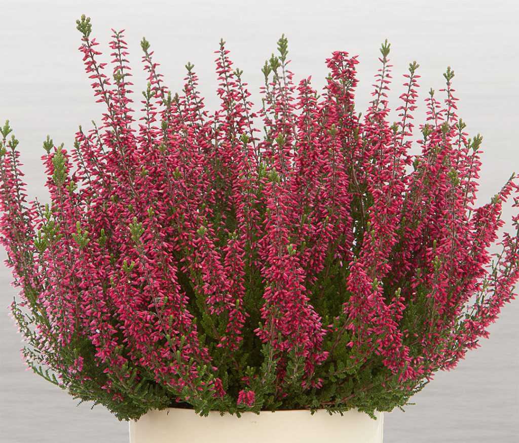 Calluna Beauty Ladies Selly Calluna Beauty Ladies Selly