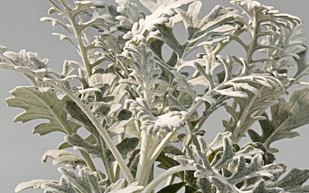 Senecio cineraria