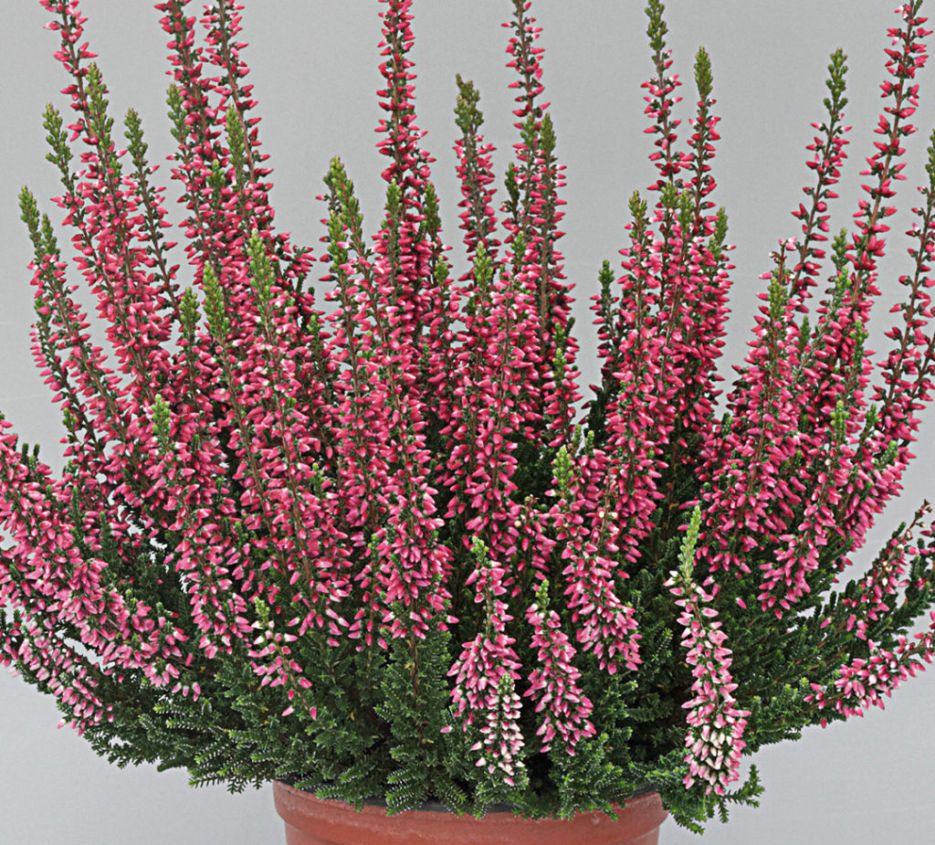 Calluna Beauty Ladies Sissi Calluna Beauty Ladies Sissi