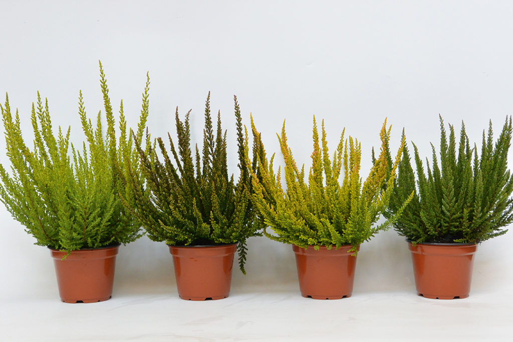Calluna Skyline Calluna Skyline