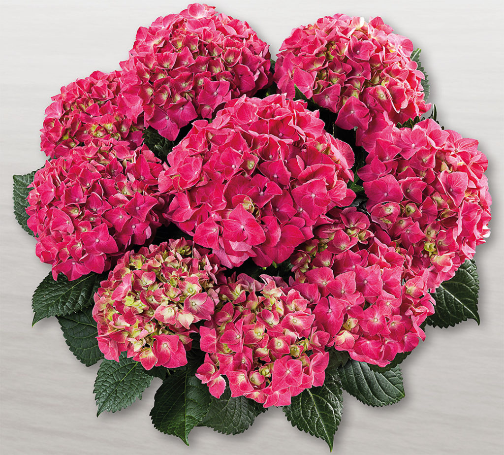 Hortensia Speedy Red Hortensia Speedy Red