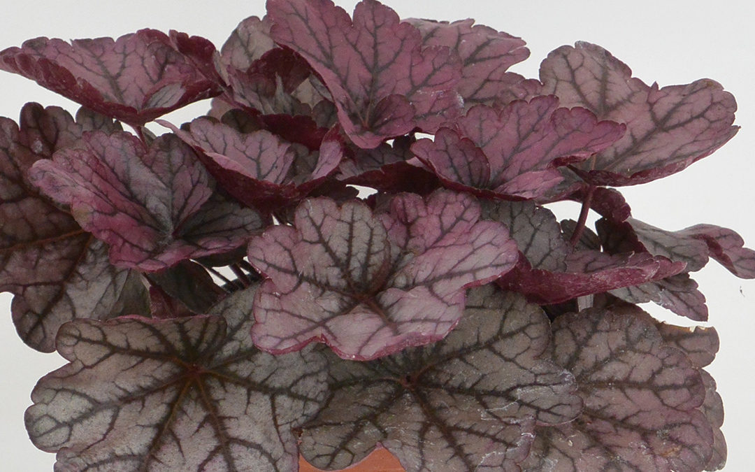 Heuchera Sugar Plum