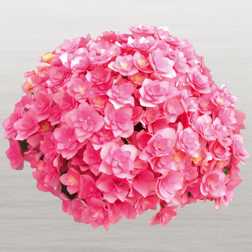Hortensia You&Me Together® Hortensia You&Me Together®