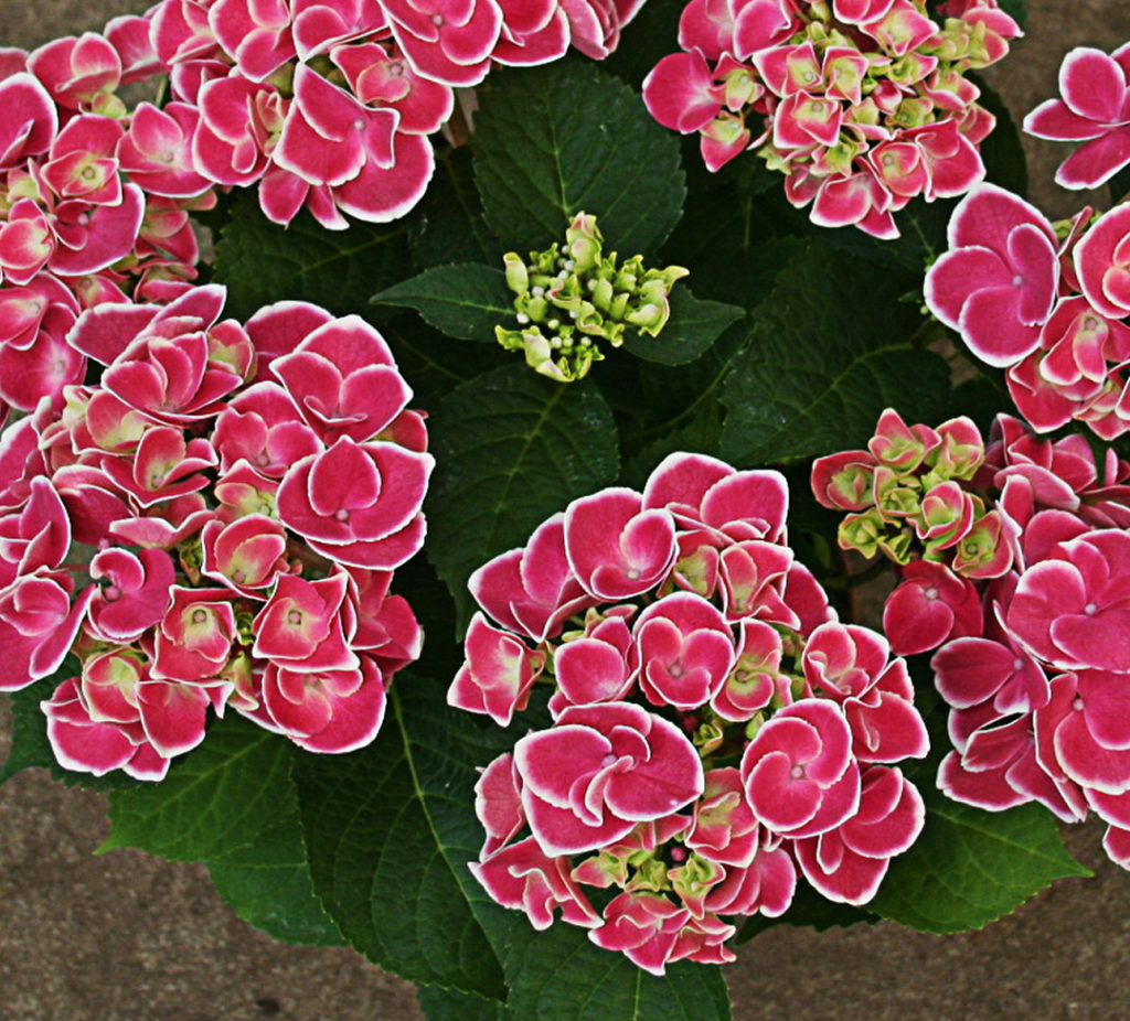 Hortensia Tivoli Pink Hortensia Tivoli Pink