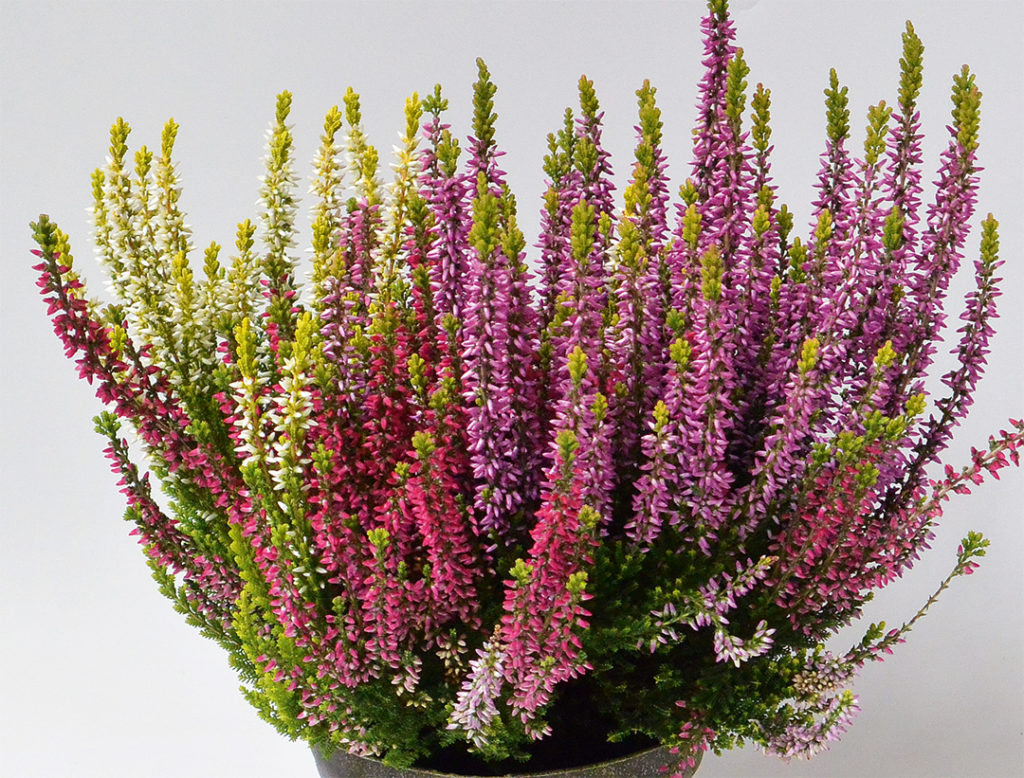 Calluna Trio Milca weiss Calluna Trio Milca weiss