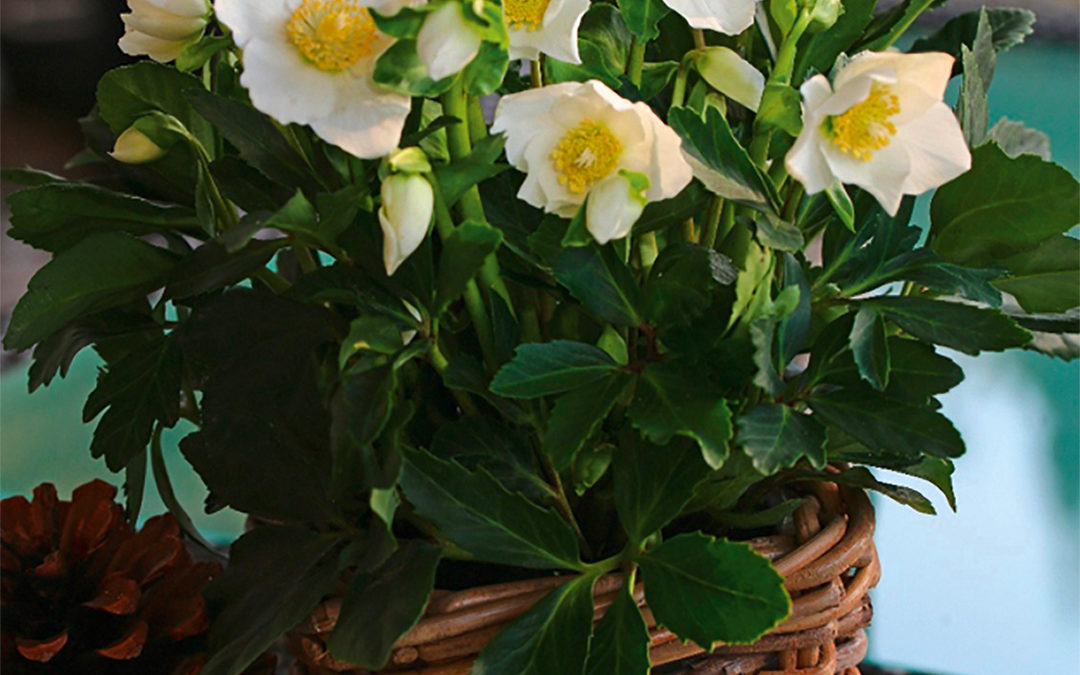 Helleborus Gold Collection Wintergold