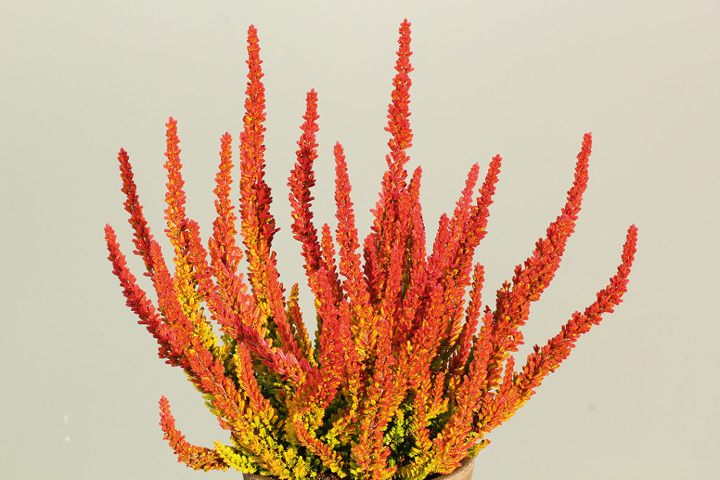Calluna Garden Girls Zoéⓢ Calluna Garden Girls Zoéⓢ