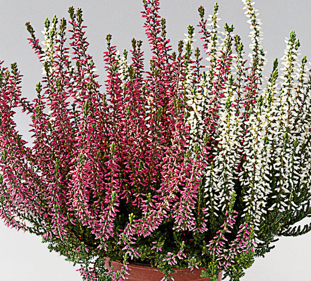 Calluna bicolore Calluna bicolore