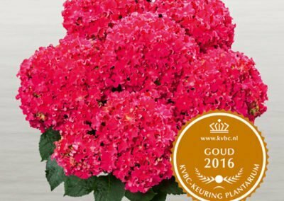 Hortensia Curly Sparkle Red