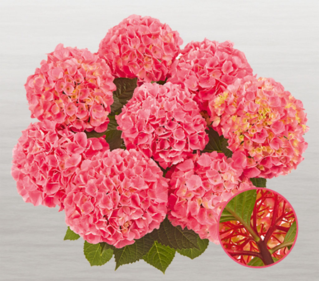 Hortensia Saxon® Style Pink Hortensia Saxon® Style Pink