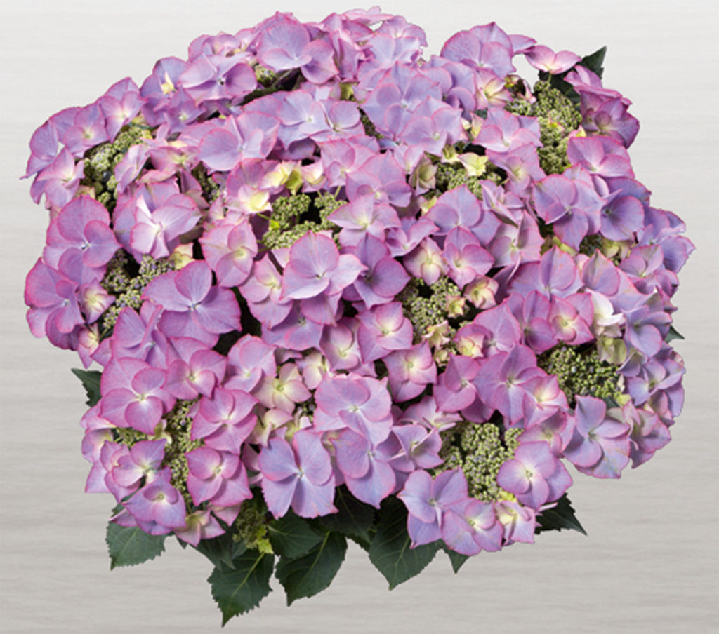 Hortensia Tiffany Lila Hortensia Tiffany Lila