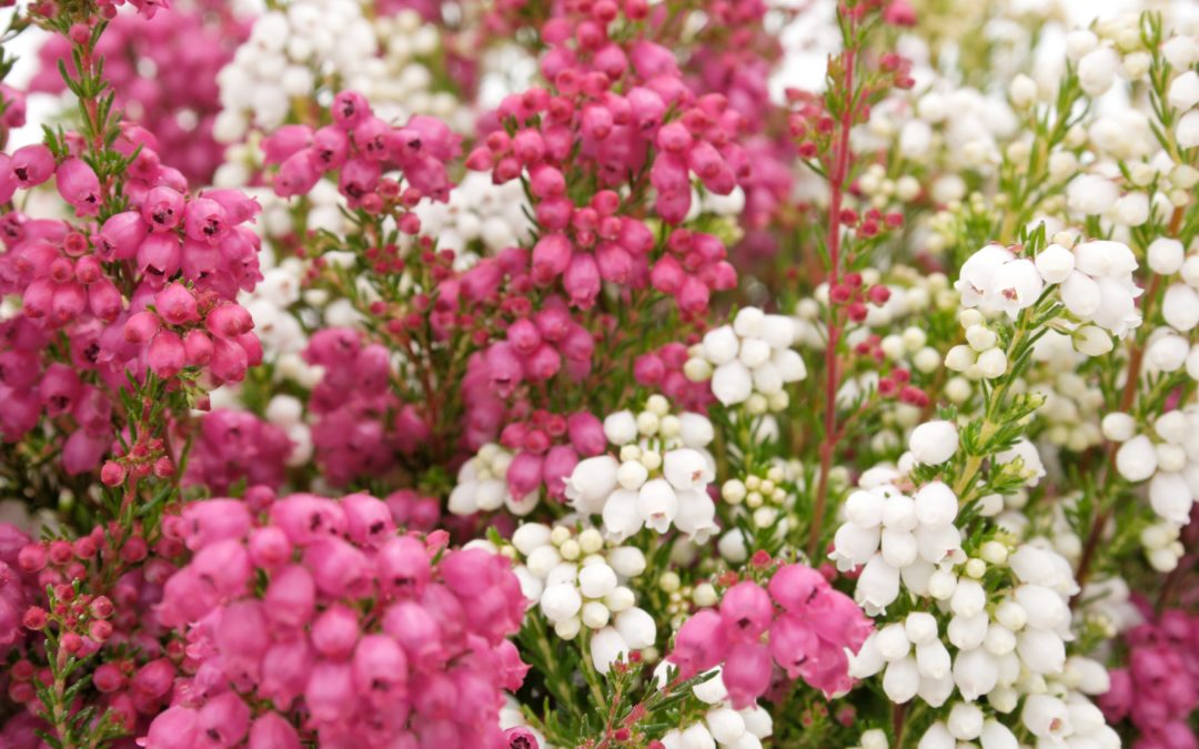 Erica gracilis bicolore