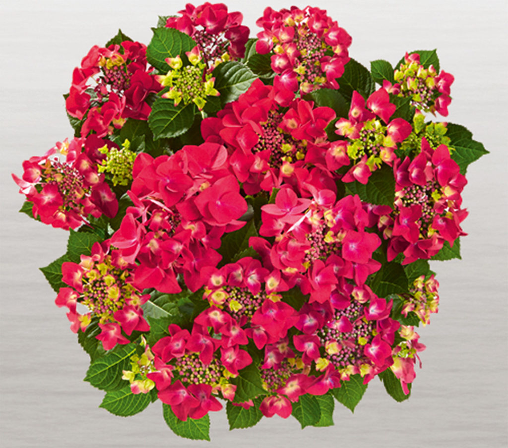 Hortensia Frisbee® Hot Pink Hortensia Frisbee® Hot Pink