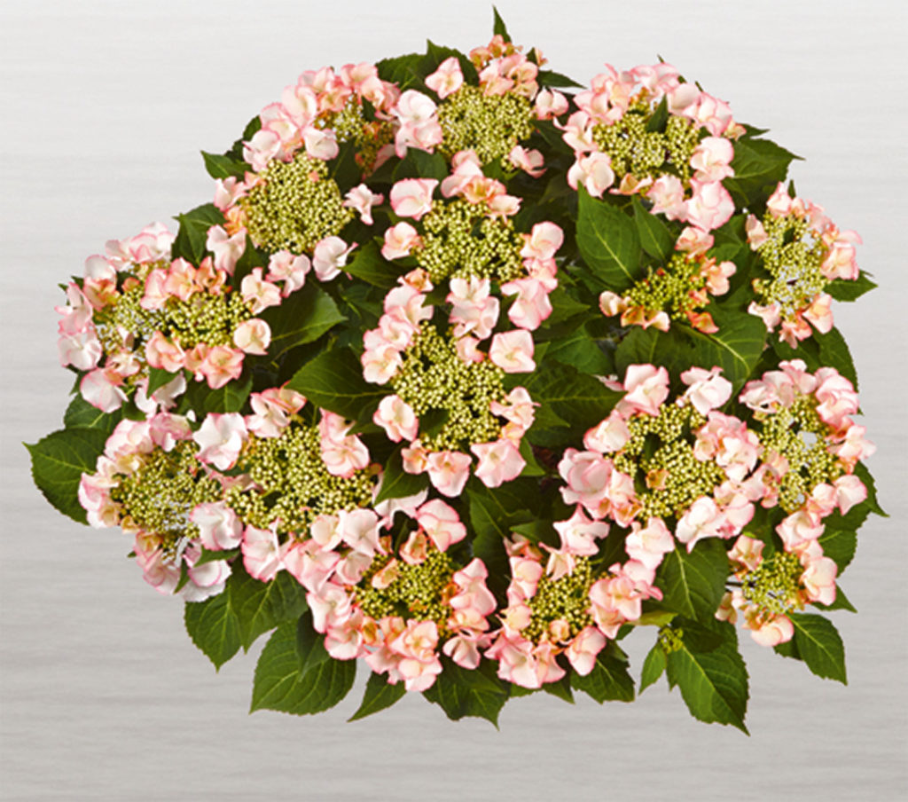 Hortensia Frisbee® Petticoat Hortensia Frisbee® Petticoat