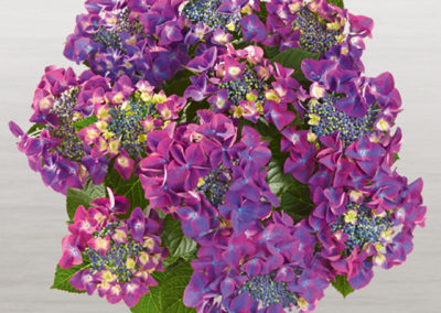 Hortensia Frisbee® Purple