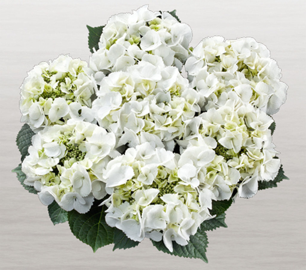 Hortensia Frisbee White Hortensia Frisbee White