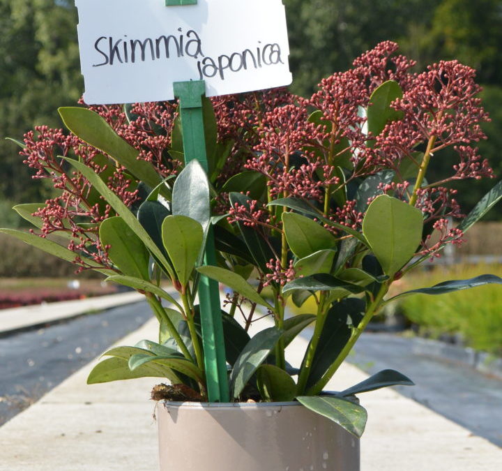 Skimmia japonica Rubella