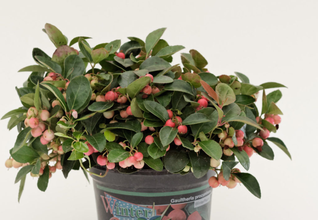 Gaultheria procumbens Gaultheria procumbens