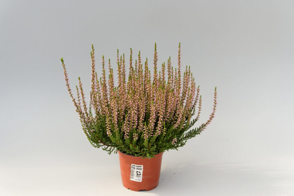 Calluna Garden Girls Ginaⓢ Calluna Garden Girls Ginaⓢ