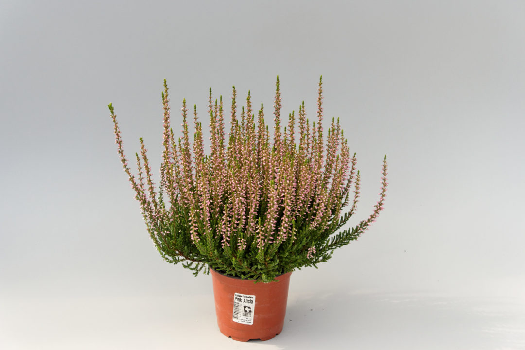 GG Gina Calluna Garden Girls Ginaⓢ
