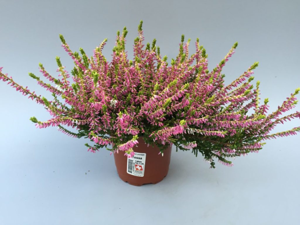 Calluna Garden Girls Tessa / Theresaⓢ Calluna Garden Girls Tessa / Theresaⓢ