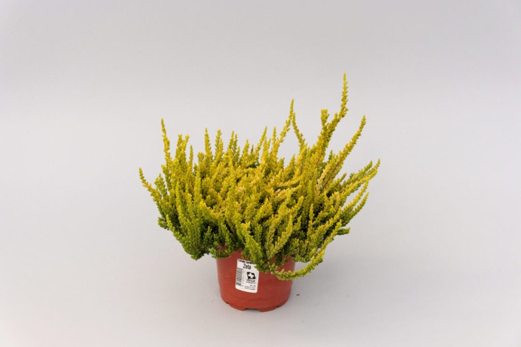 Calluna Garden Girls Zetaⓢ Calluna Garden Girls Zetaⓢ