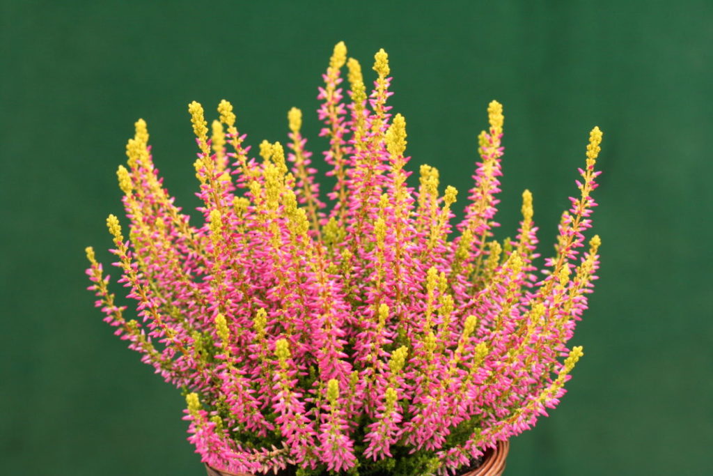 Calluna Garden Girls Golden Angieⓢ Calluna Garden Girls Golden Angieⓢ