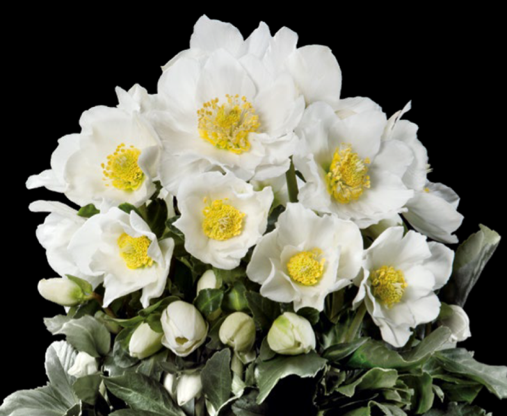 Helleborus Gold Collection Goldmarie<sup>®</sup>