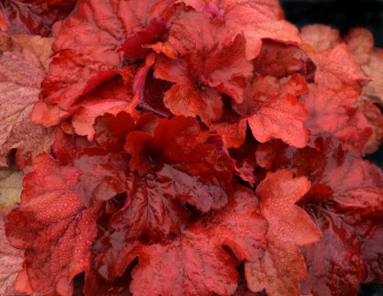 Heuchera Fire Alarm Heuchera Fire Alarm