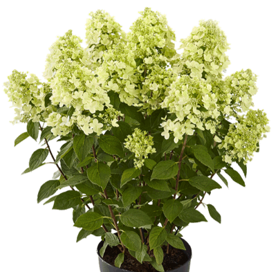 Hydrangea paniculata Panflora