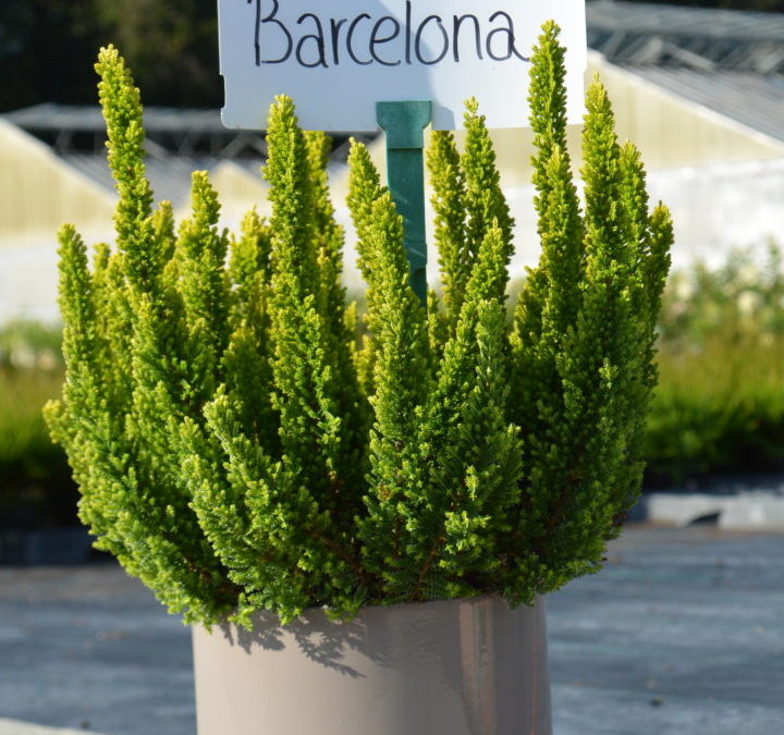 Skyline Barcelona