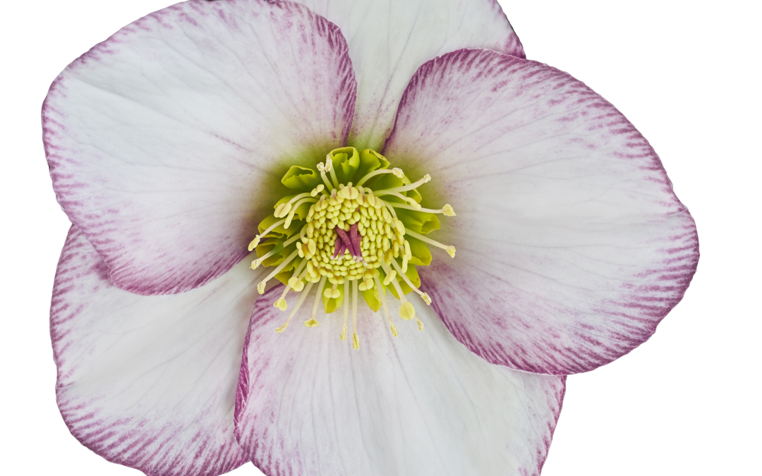 Helleborus HGC Ice N’Roses Picotee