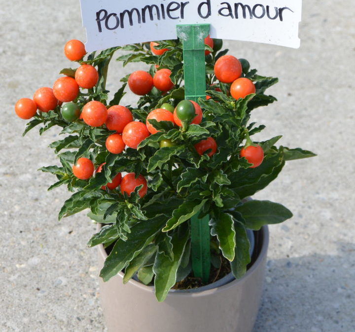 Solanum pseudocapsicum – Pommier d’amour