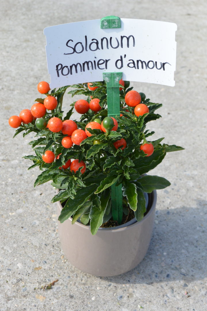 Solanum pseudocapsicum - Pommier d'amour