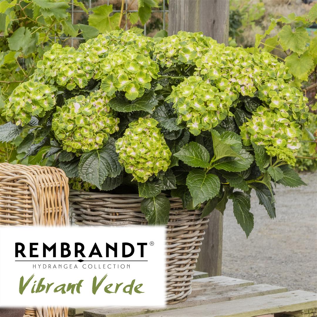 Hydrangea Macrophyla Rembrandt - Vibrant Verdy