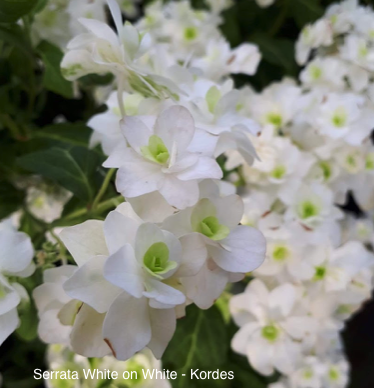Hortensia Paniculata Serrata White on White
