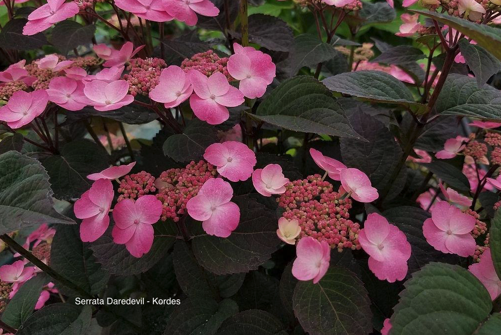 Hortensia  Serrata Daredevil