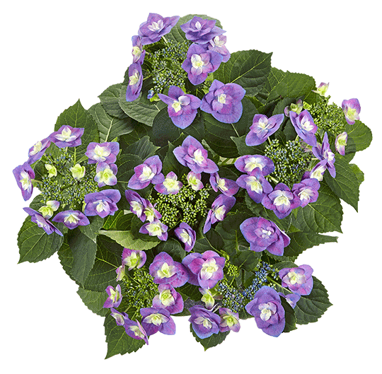 Hortensia Flame Purple