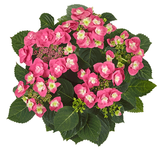 Hortensia Flame Hot Pink
