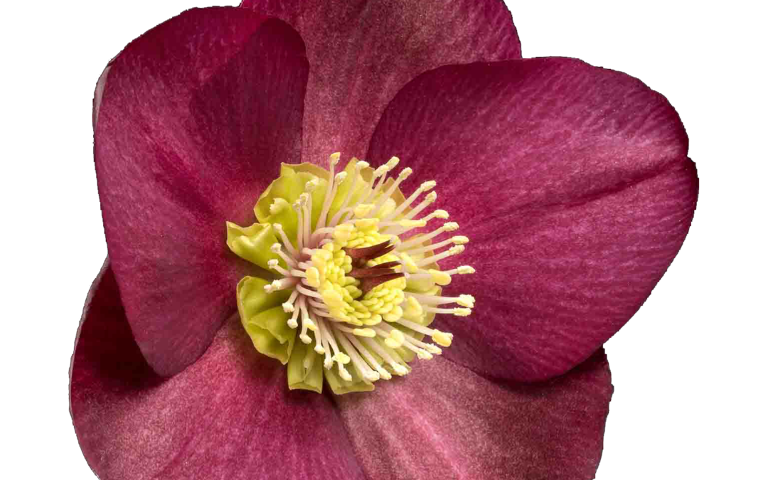 Helleborus HGC Ice N’Roses Bennotta