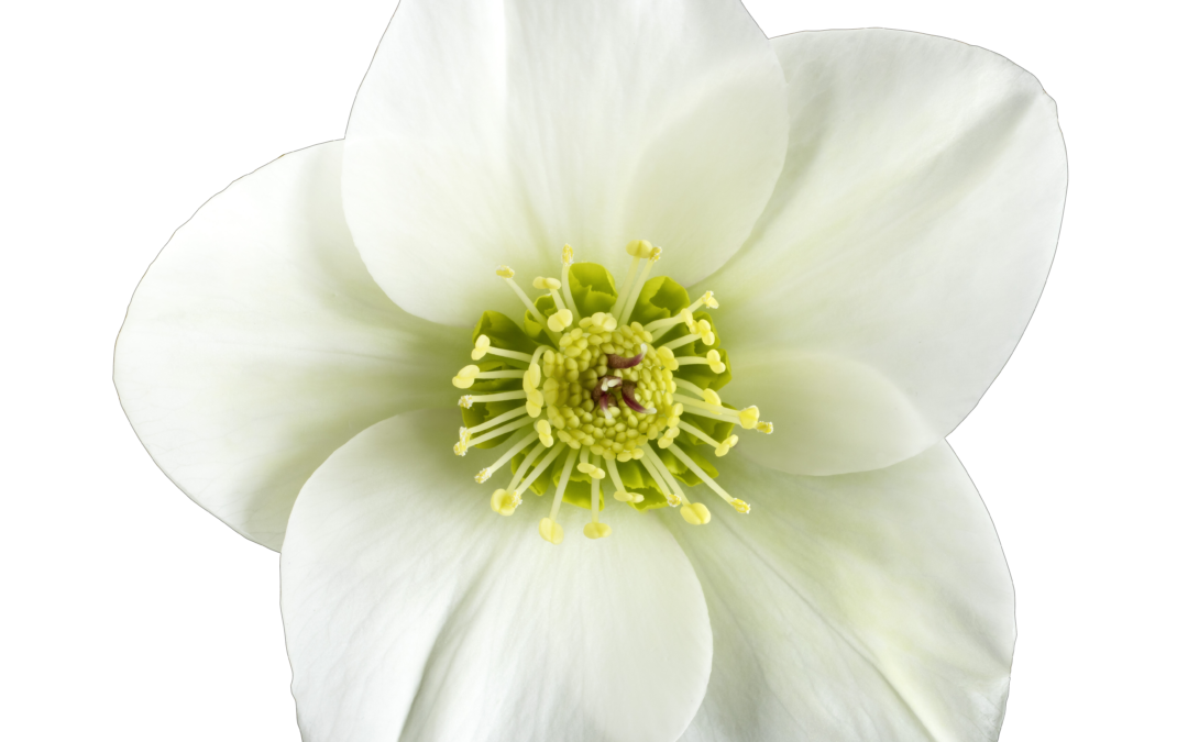 Helleborus HGC Ice N’Roses White